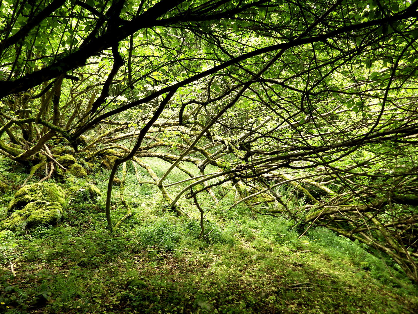 Bosque encantado