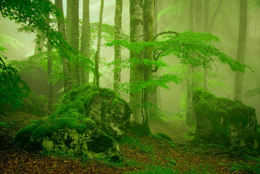 Bosque encantado. de Antonio Cantabrana 