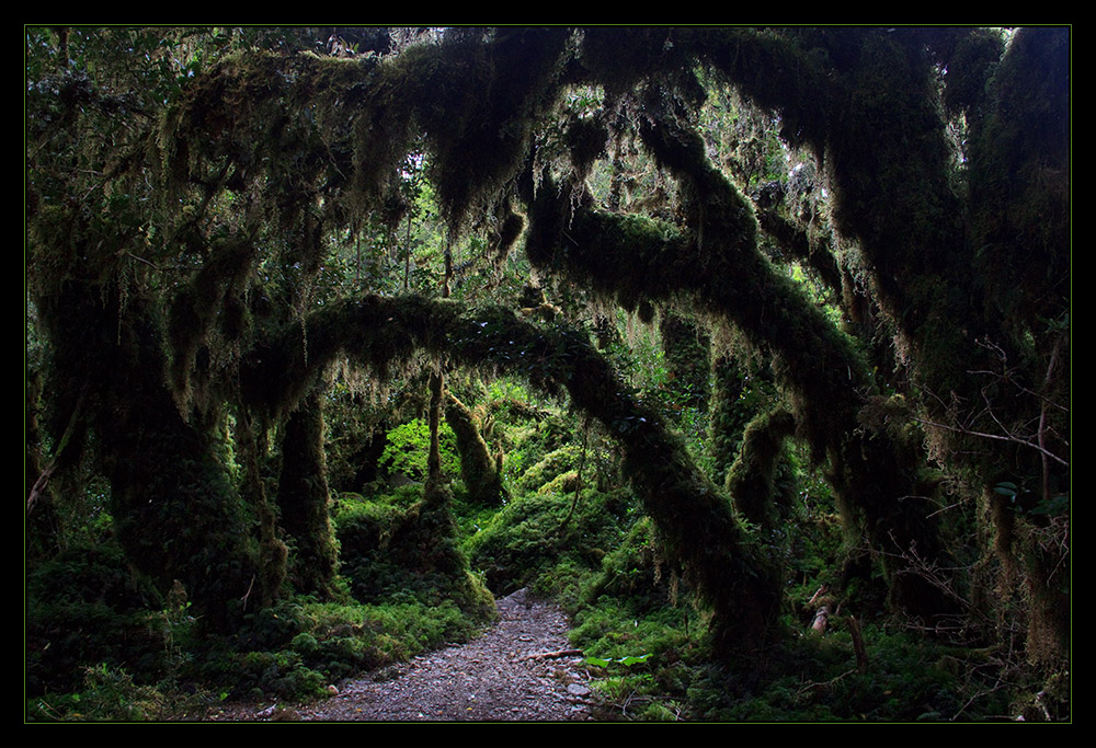 Bosque Encantado