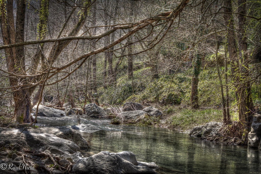 Bosque encantado