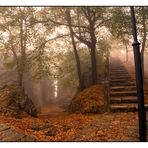 Bosque encantado