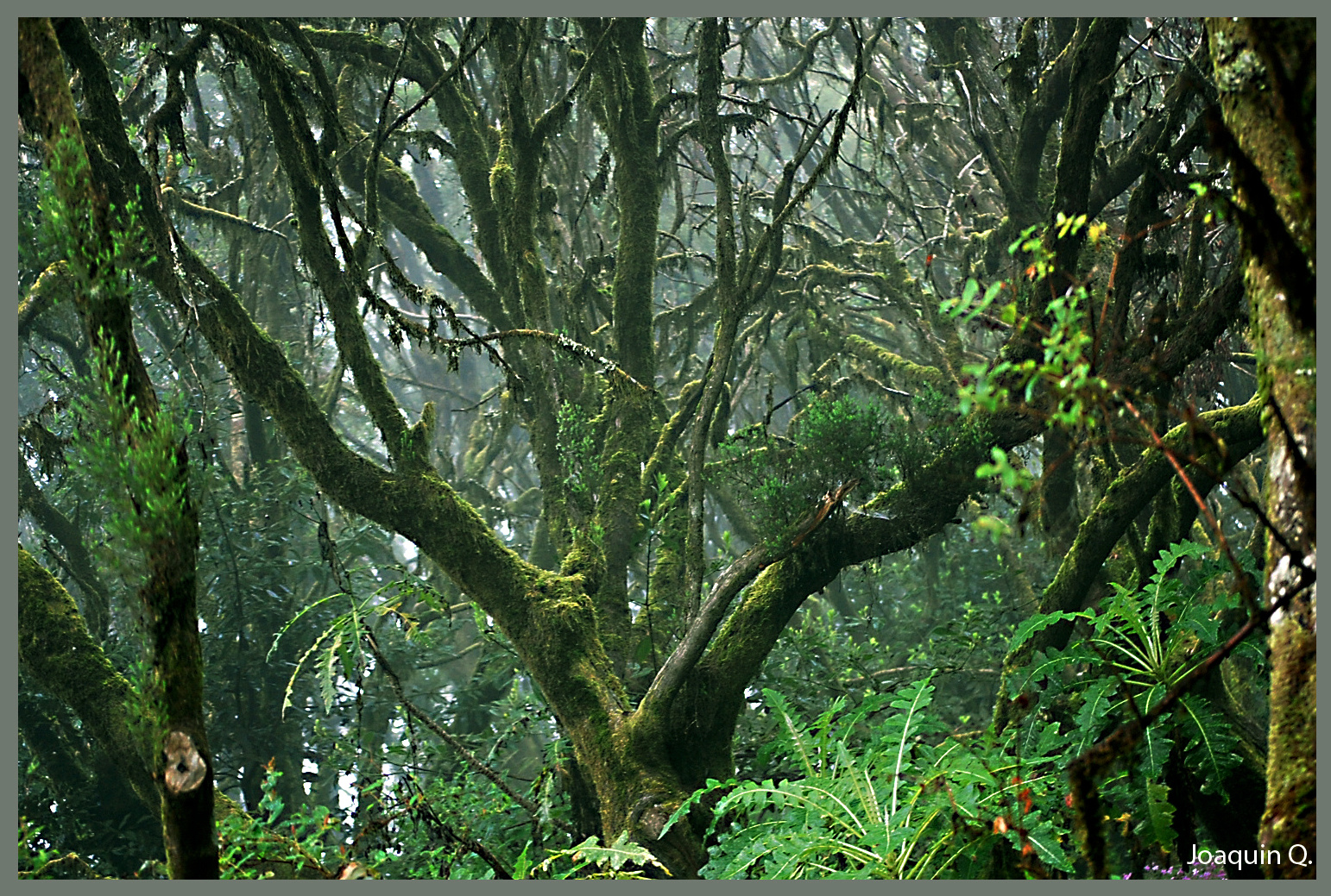 Bosque entre brumas- PN Garajonay La Gomera