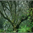 Bosque entre brumas- PN Garajonay La Gomera