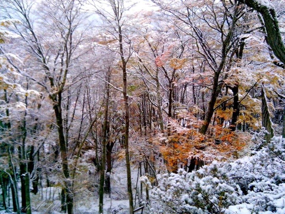 Bosque Fueguino en Otoño