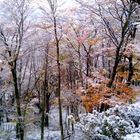 Bosque Fueguino en Otoño