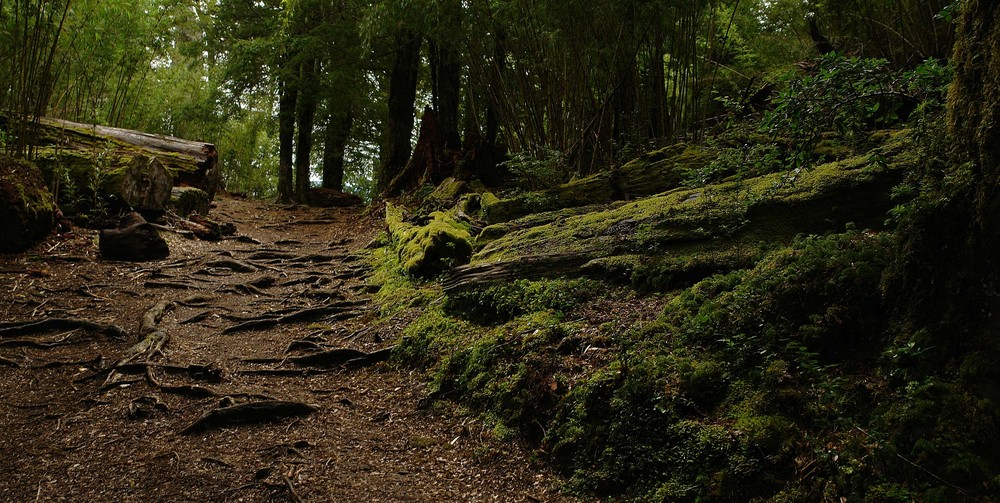 bosque humedo