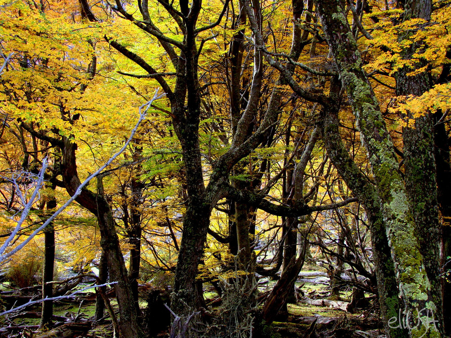 Bosque húmedo y limón