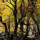 Bosque húmedo y limón