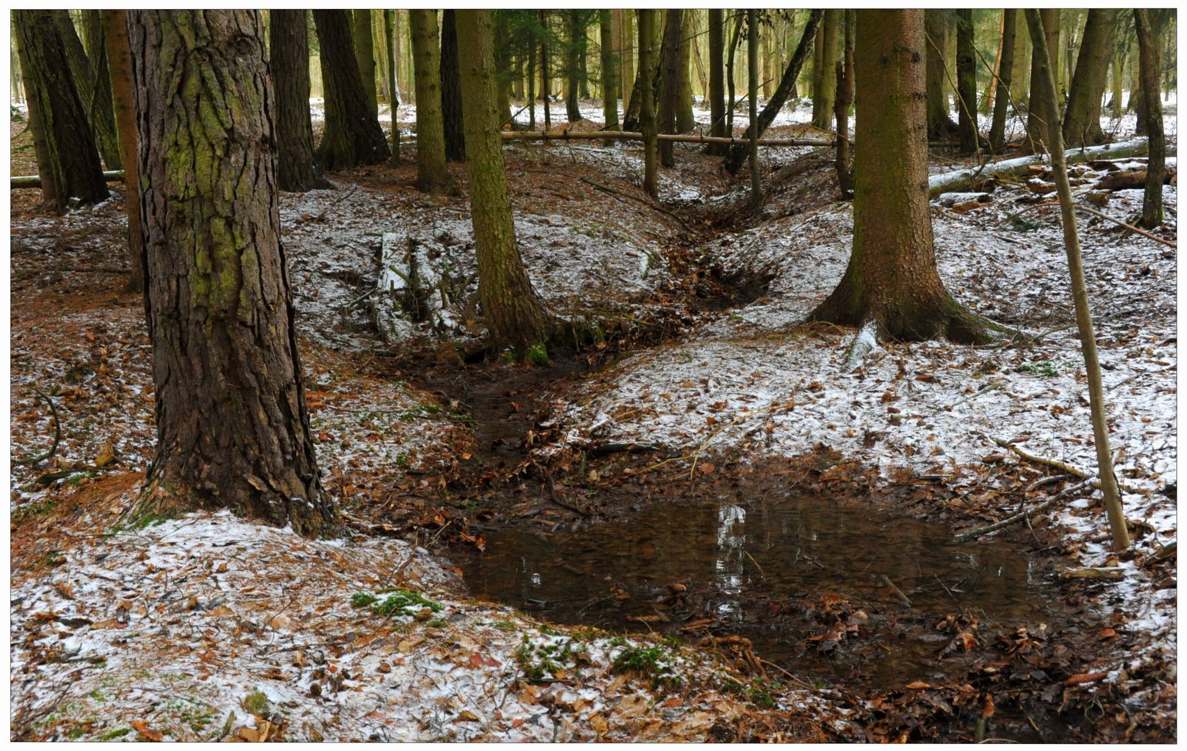 Bosque II (Wald II)