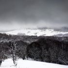 Bosque invernal