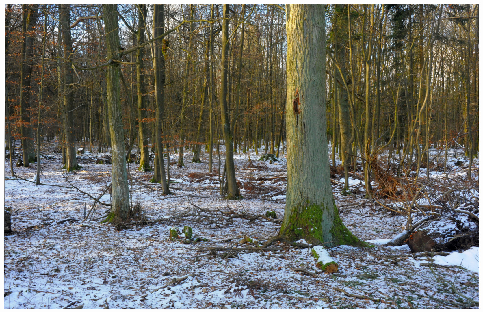 bosque invernal (winterlicher Wald)