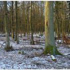 bosque invernal (winterlicher Wald)