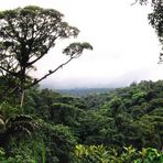 Bosque lluvioso (Regenwald)