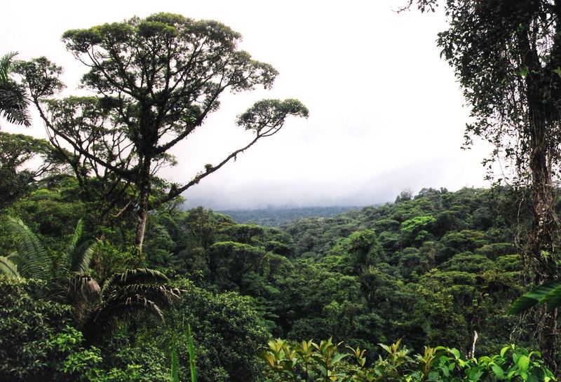 Bosque lluvioso (Regenwald)