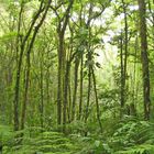 bosque lluvioso - regenwald Costa Rica