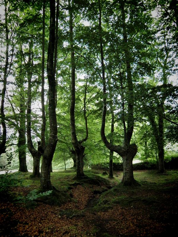 Bosque Mágico