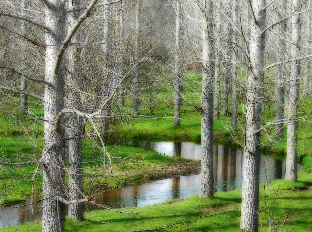 Bosque mágico.