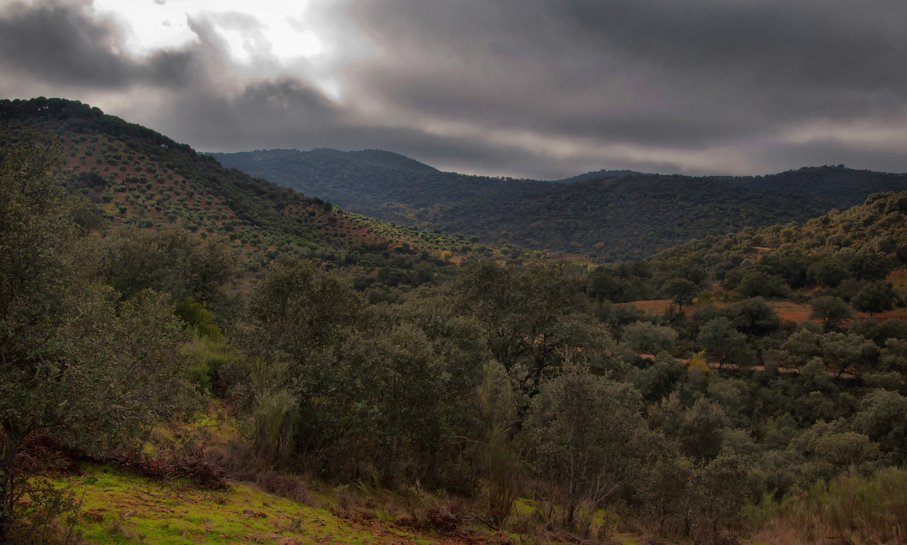 BOSQUE MEDITERRÁNEO (2011 año internacional de los bosques)