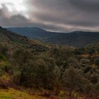 BOSQUE MEDITERRÁNEO (2011 año internacional de los bosques)