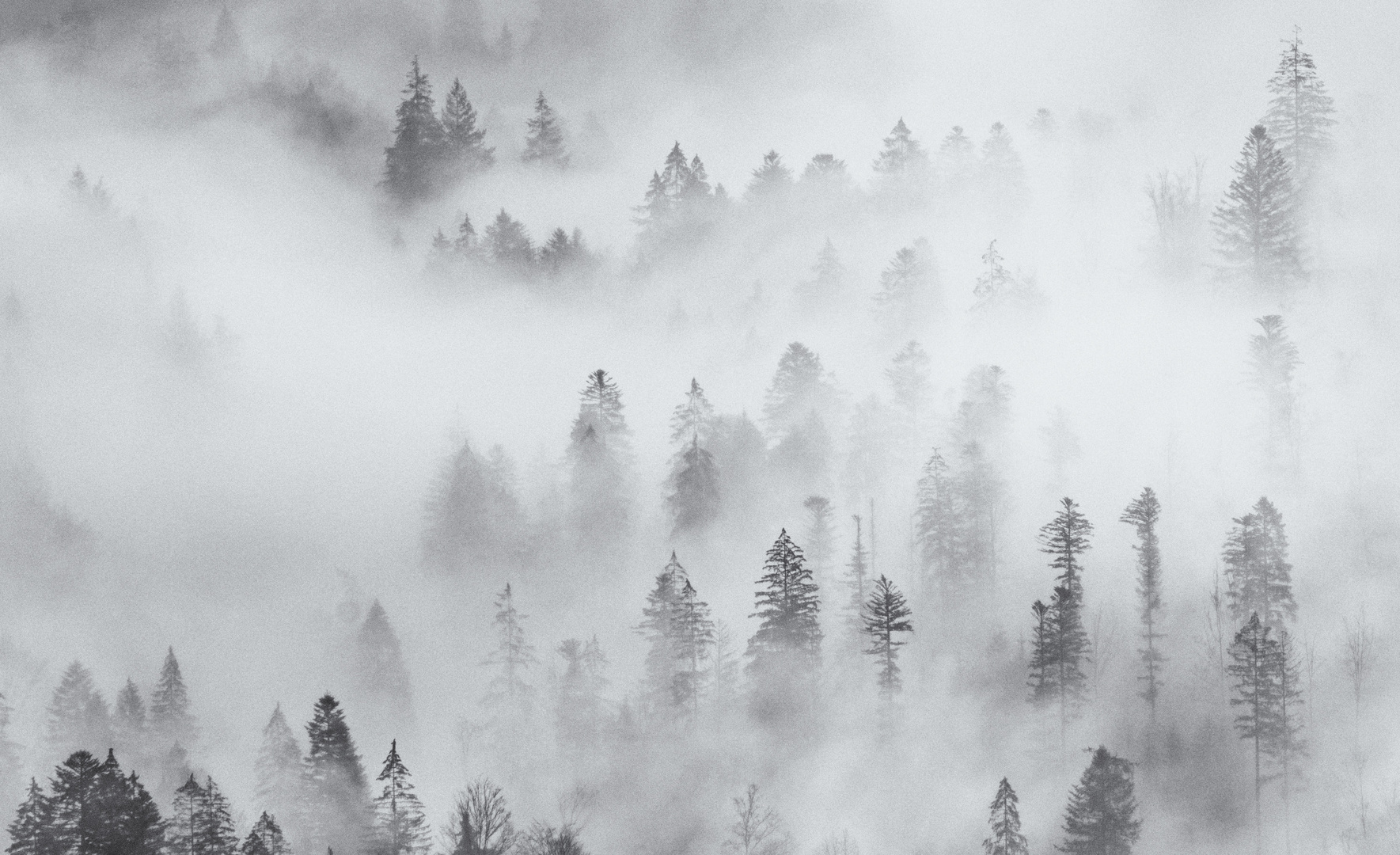 bosque nublado - Nebelwald II