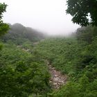 Bosque Nuboso en Finca la Florida, Pochuta, CHimaltenango, Guatemala