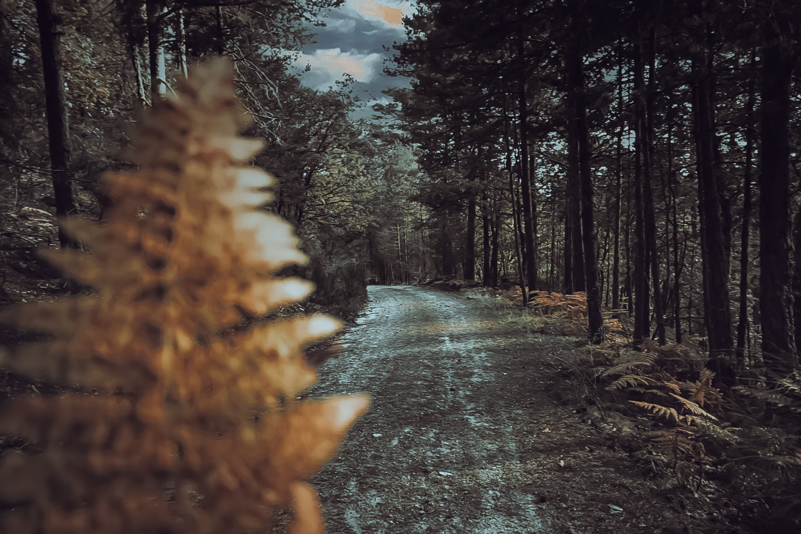 Bosque Otoño