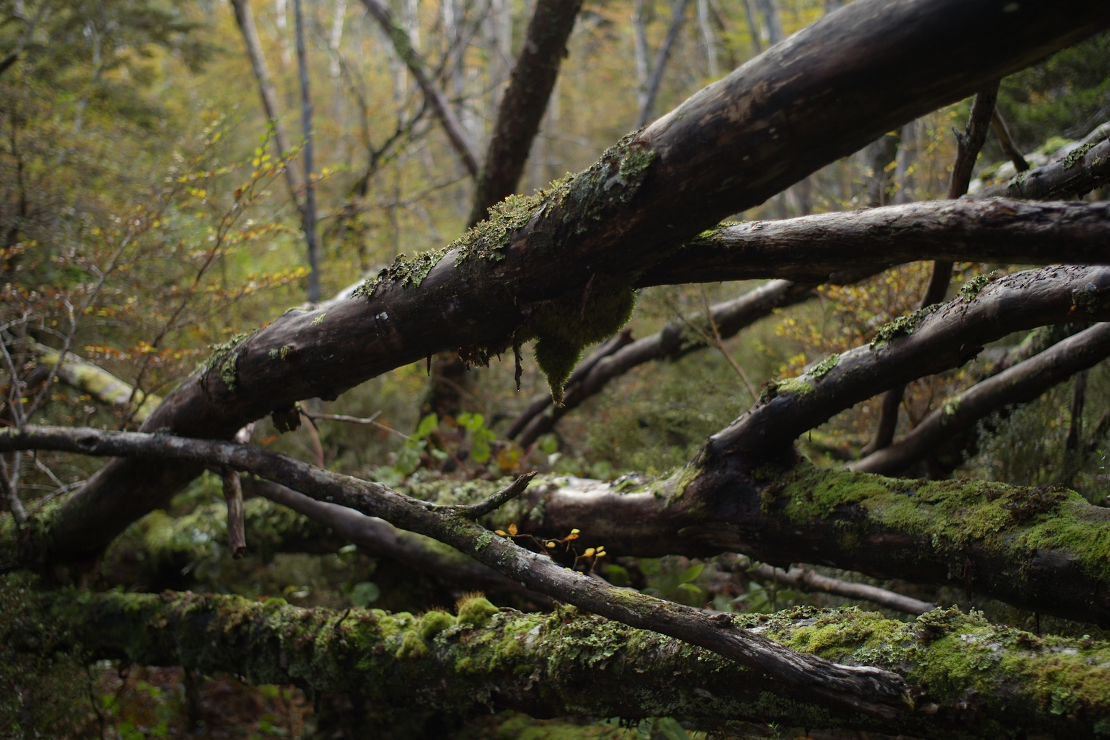 BOSQUE PATAGÓN