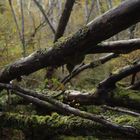 BOSQUE PATAGÓN