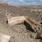 Bosque Petrificado - Sarmiento Chubut