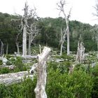 Bosque - Pucon