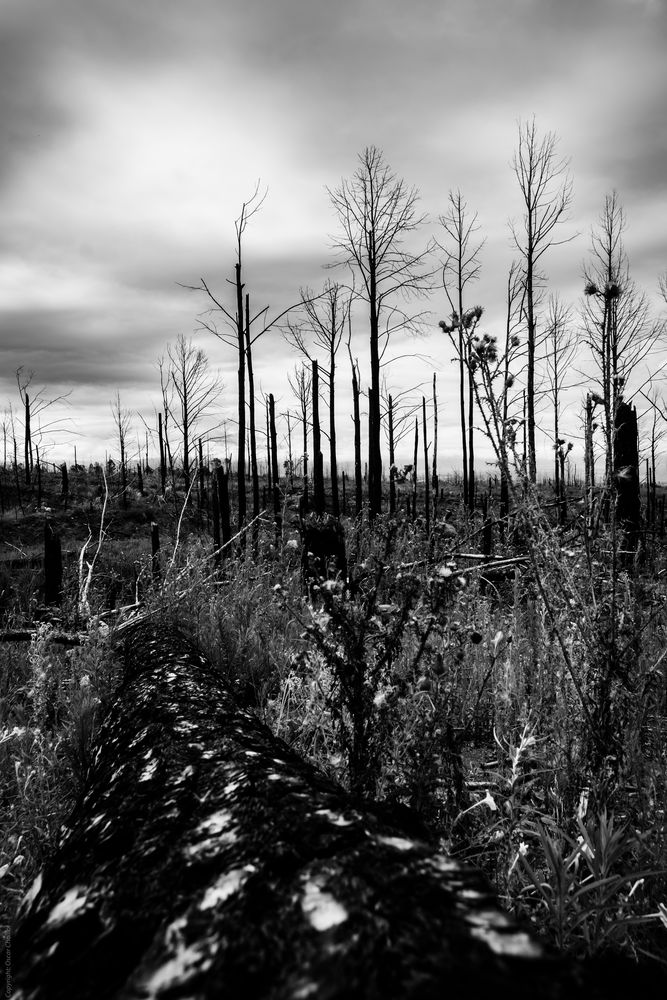 Bosque quemado