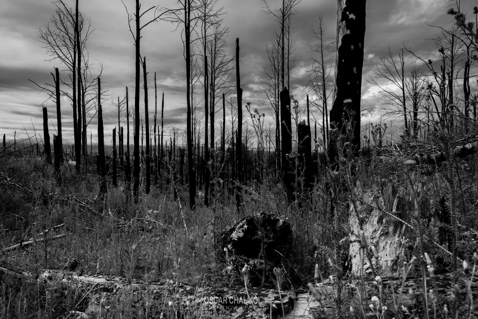 Bosque quemado Calamuchita Cordoba