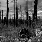 Bosque quemado Calamuchita Cordoba