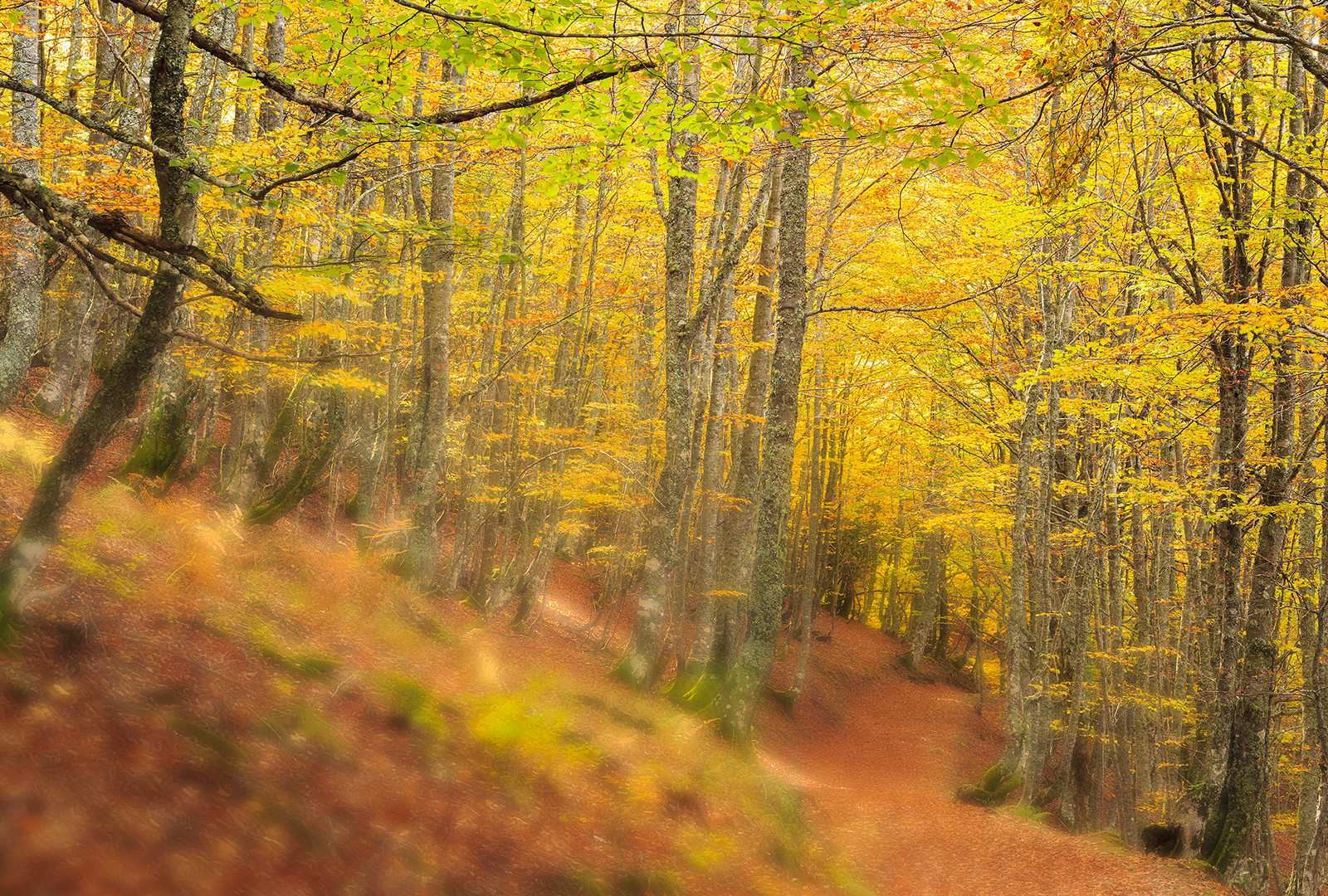 Bosque Saperu.