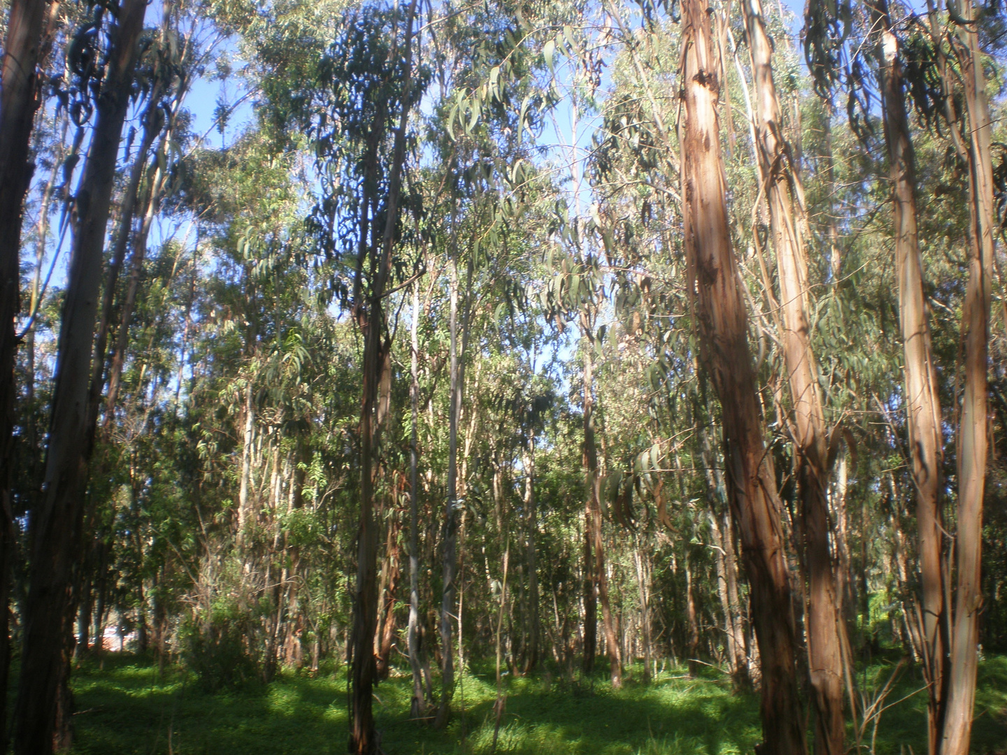 Bosque soleado