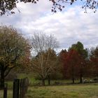 Bosque teñido de otoño