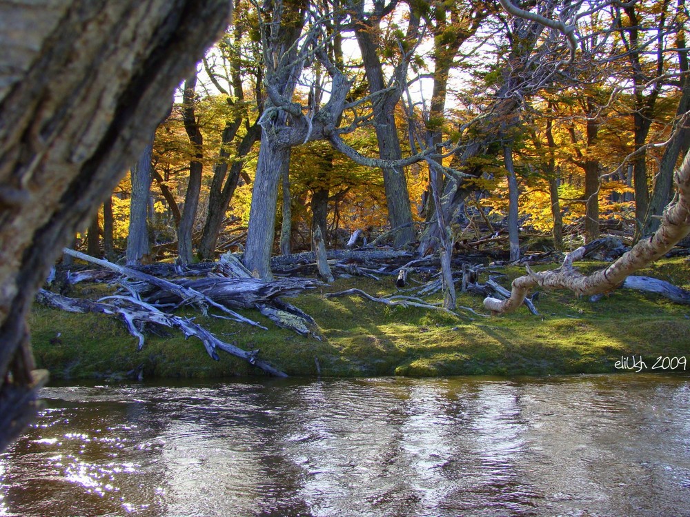 Bosque Tierra del Fuego