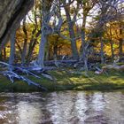 Bosque Tierra del Fuego