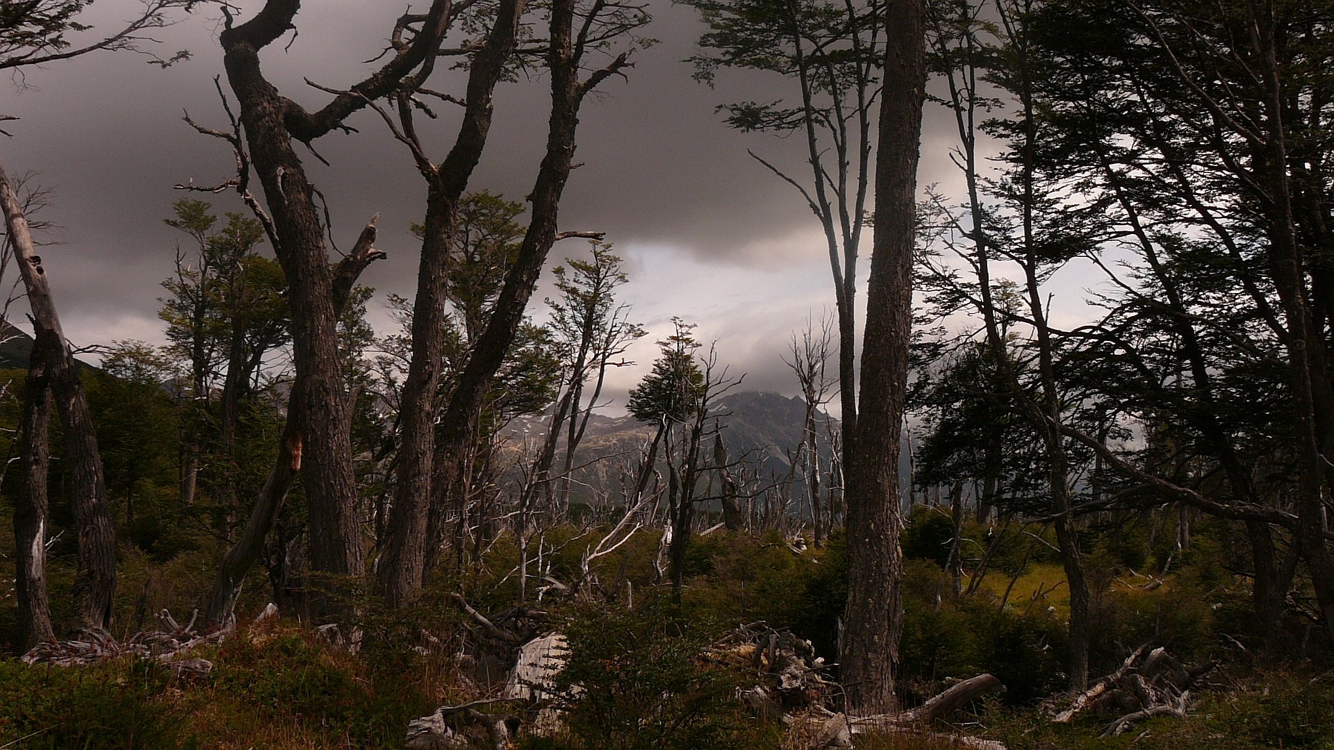 Bosque - Tierra del Fuego