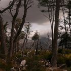 Bosque - Tierra del Fuego