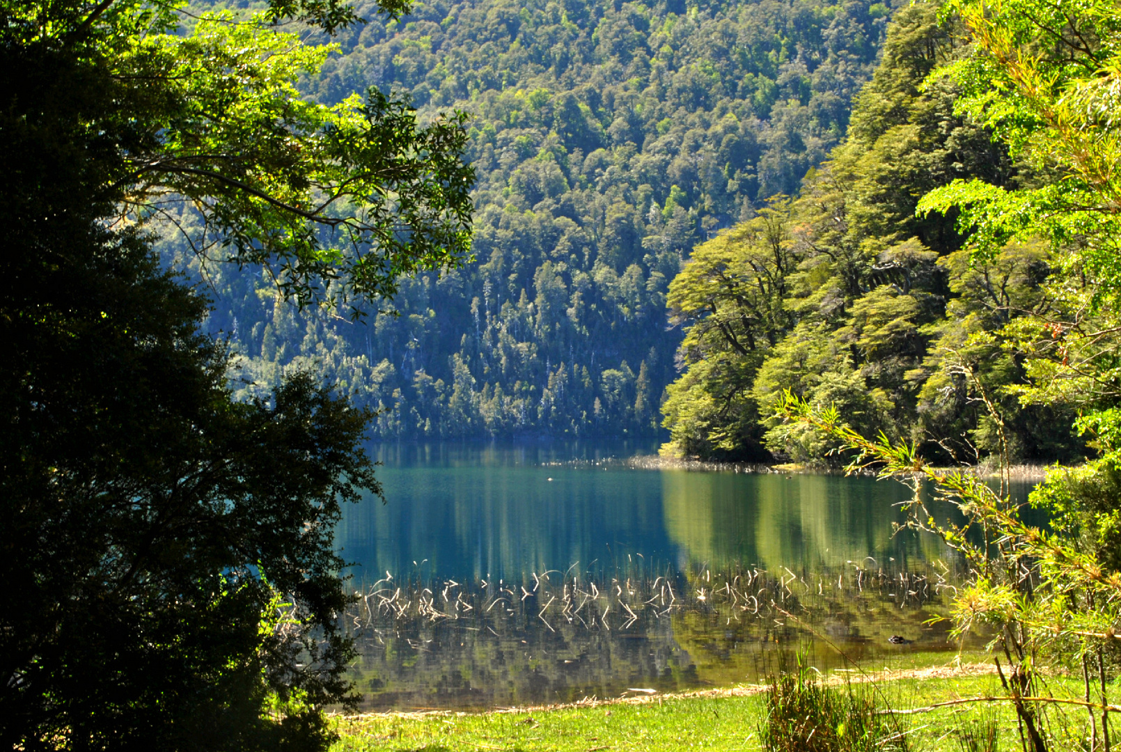 Bosque y lago