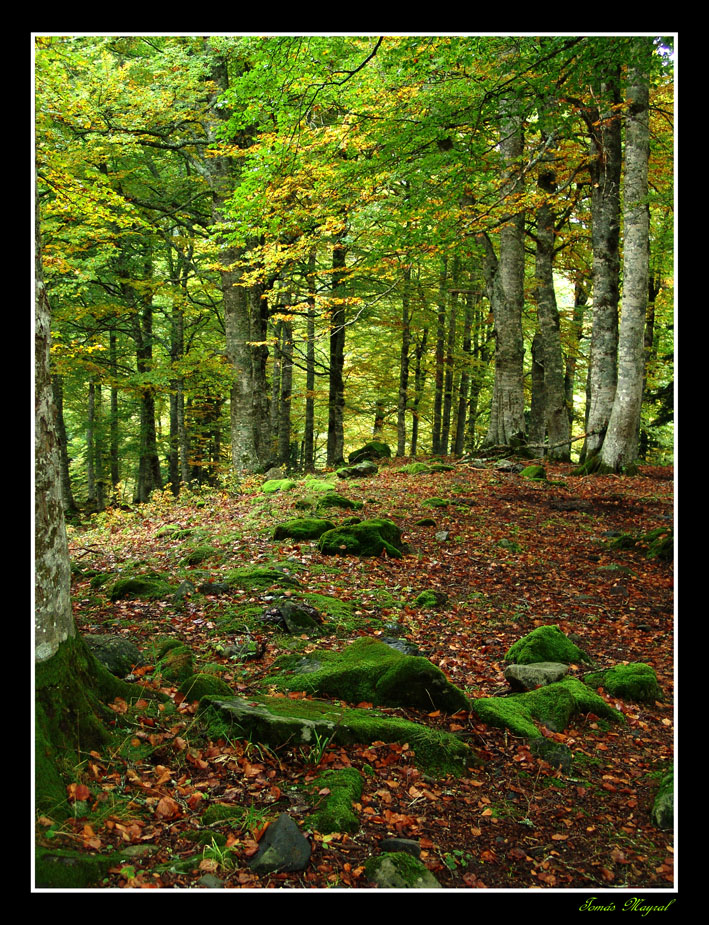 Bosquecillo Otoñal.