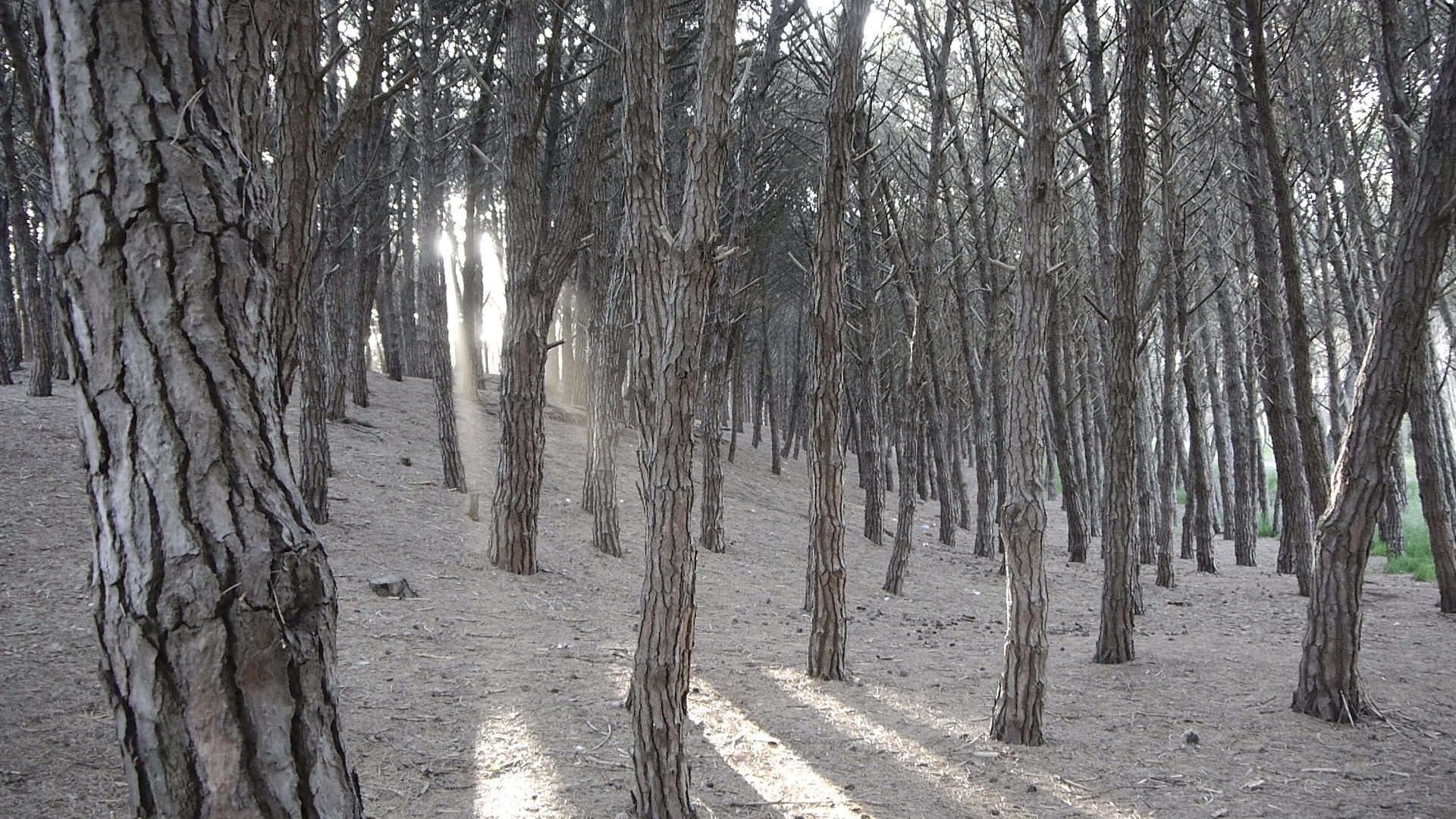 BOSQUES DE PINOS