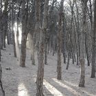 BOSQUES DE PINOS