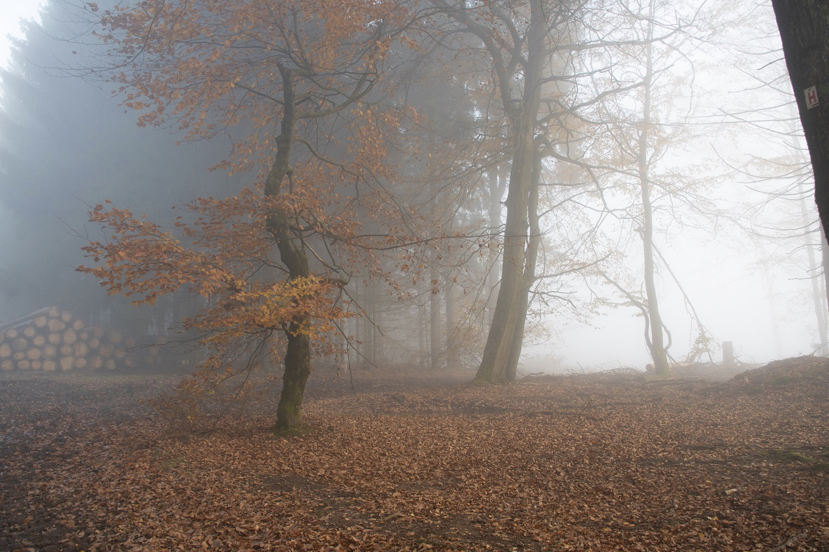 Bosques en la niebla