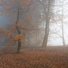 Bosques en la niebla