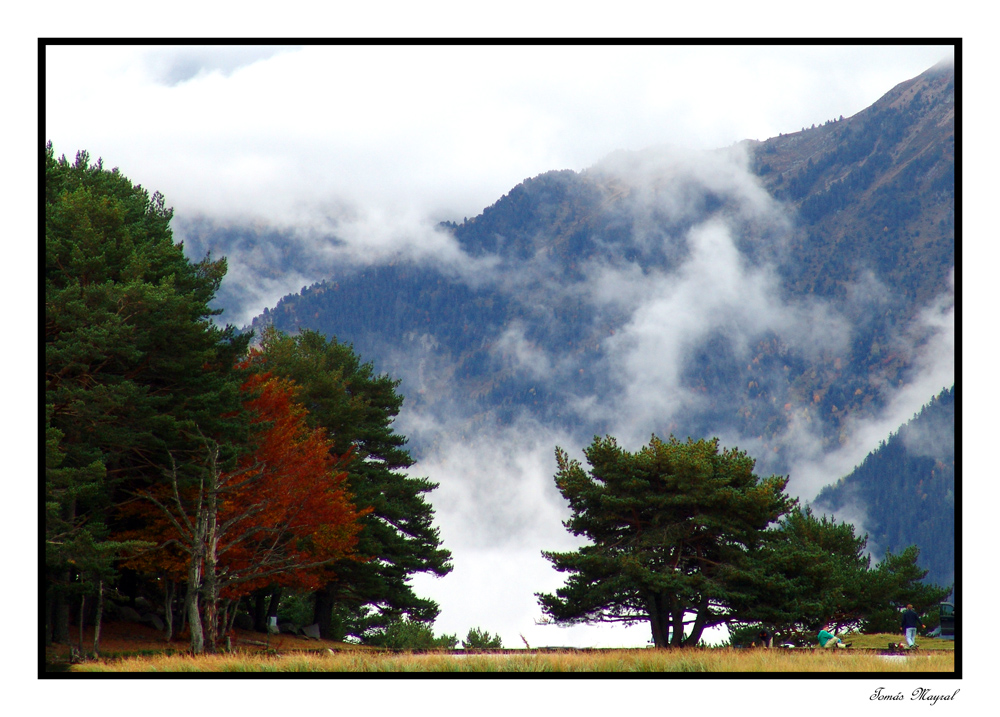 Bosques en la Niebla