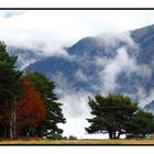 Bosques en la Niebla