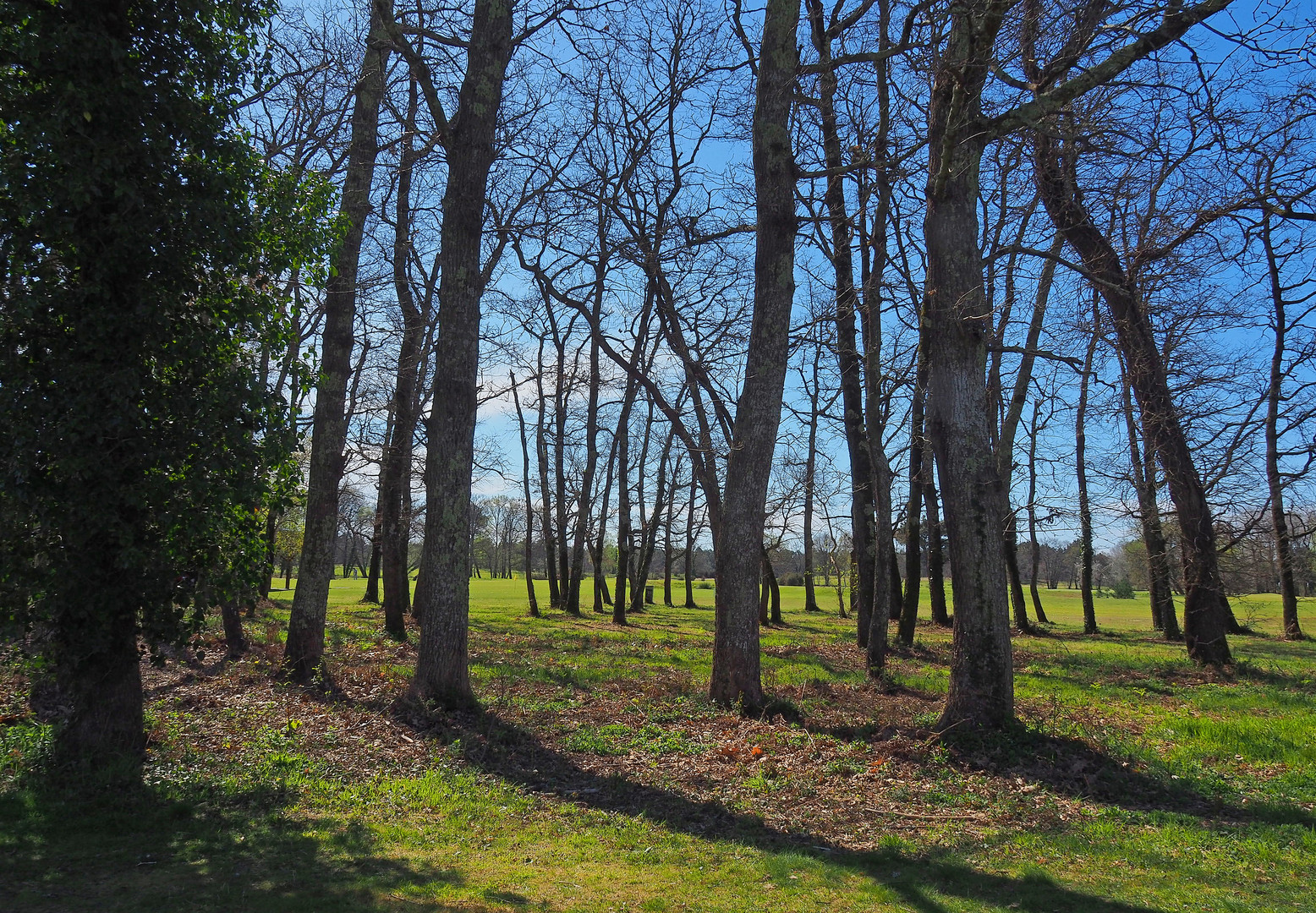 Bosquet au Golf du Médoc