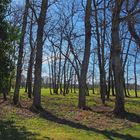 Bosquet au Golf du Médoc